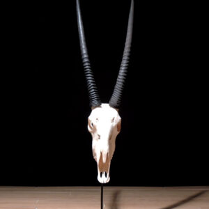 Crâne et cornes d’oryx brut sur base acier